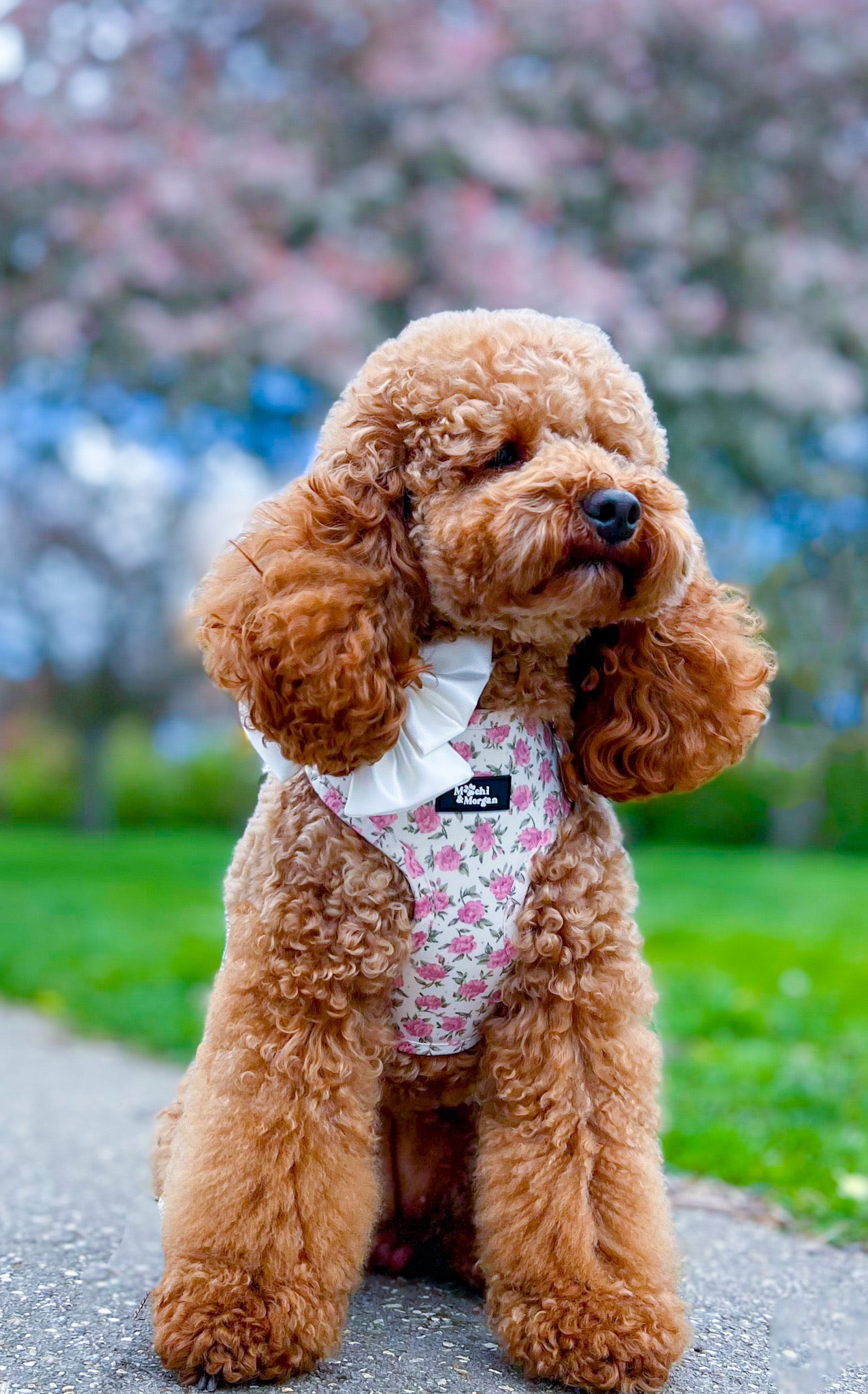 English Rose Dog Harness