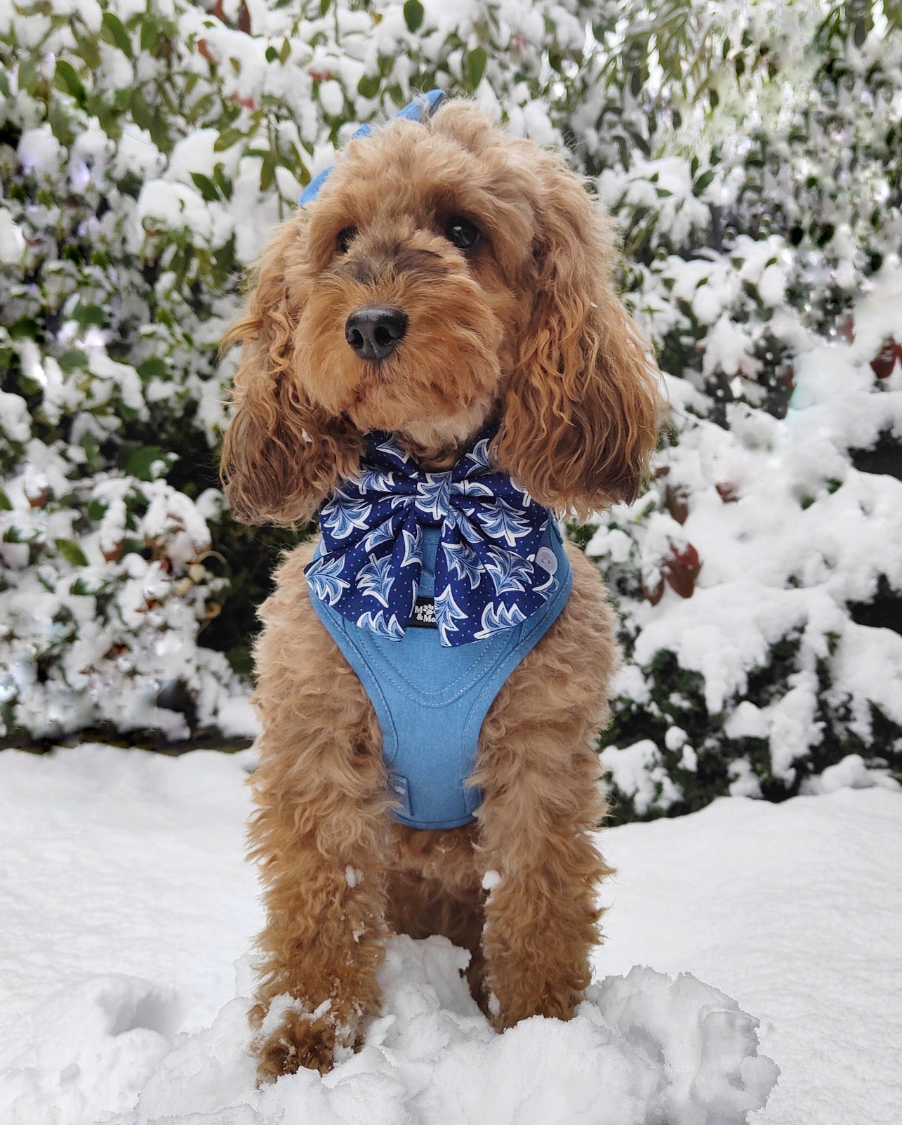 Bleu Christmas Sailor Bow