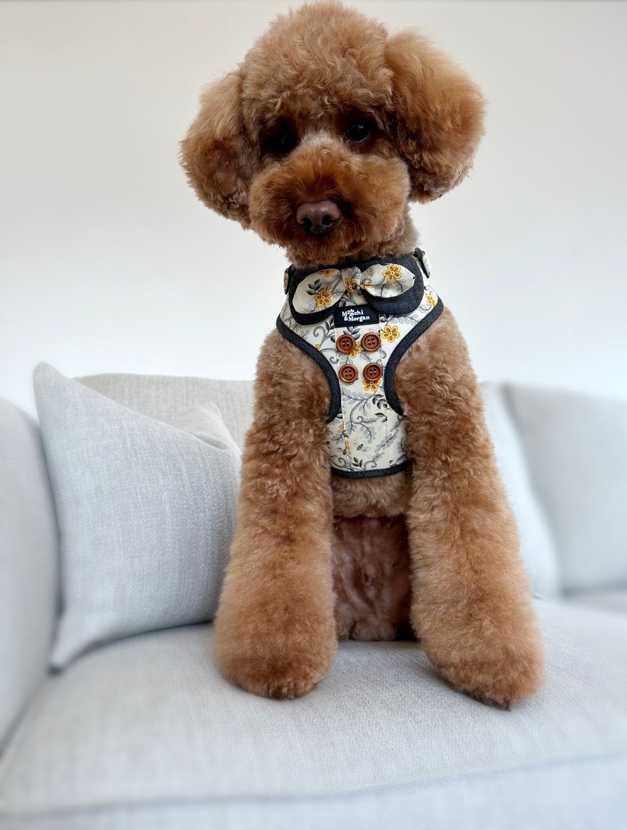 The Mod- Bourgeois Bee Dog Harness