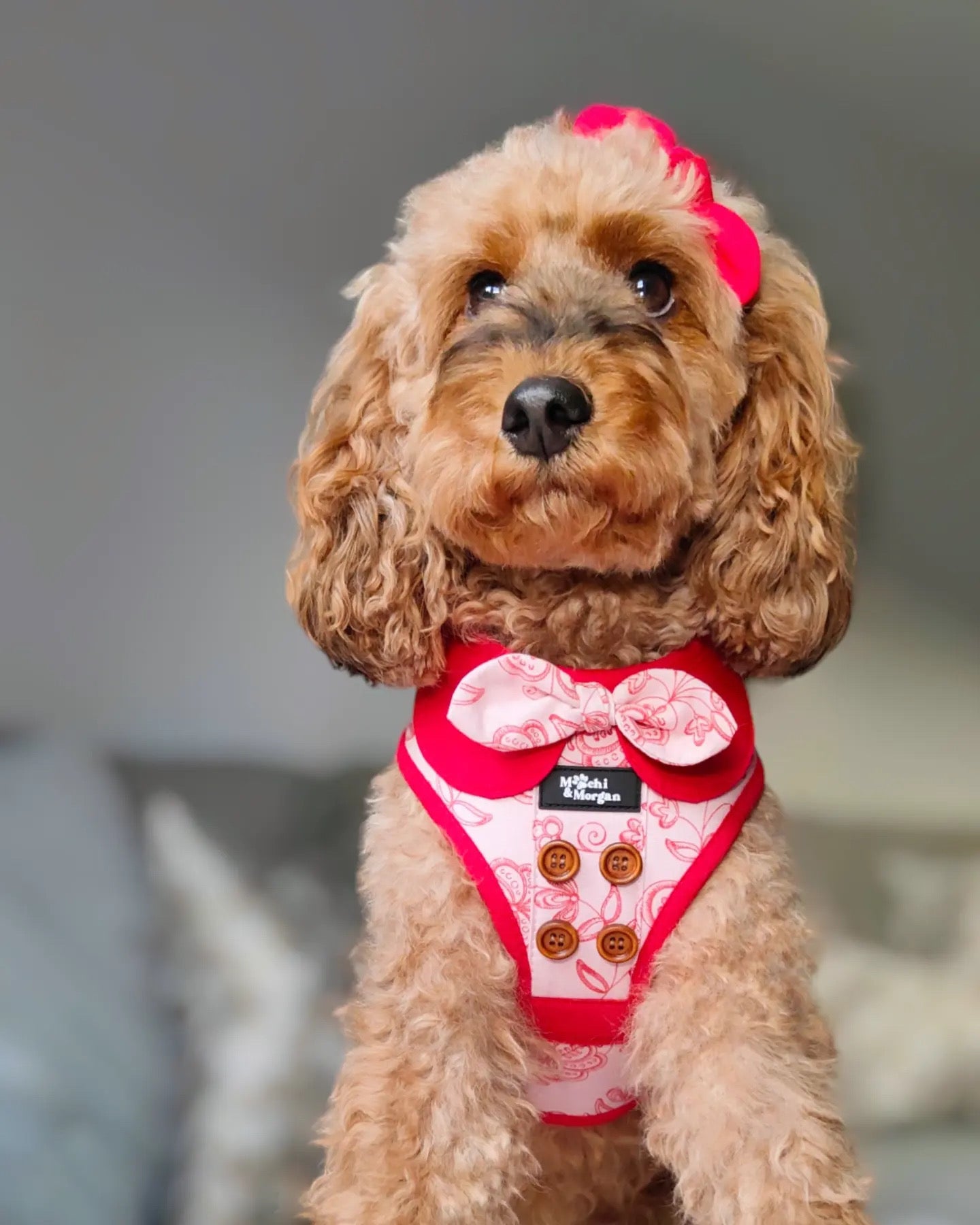 The Mod-New Romantic Dog Harness