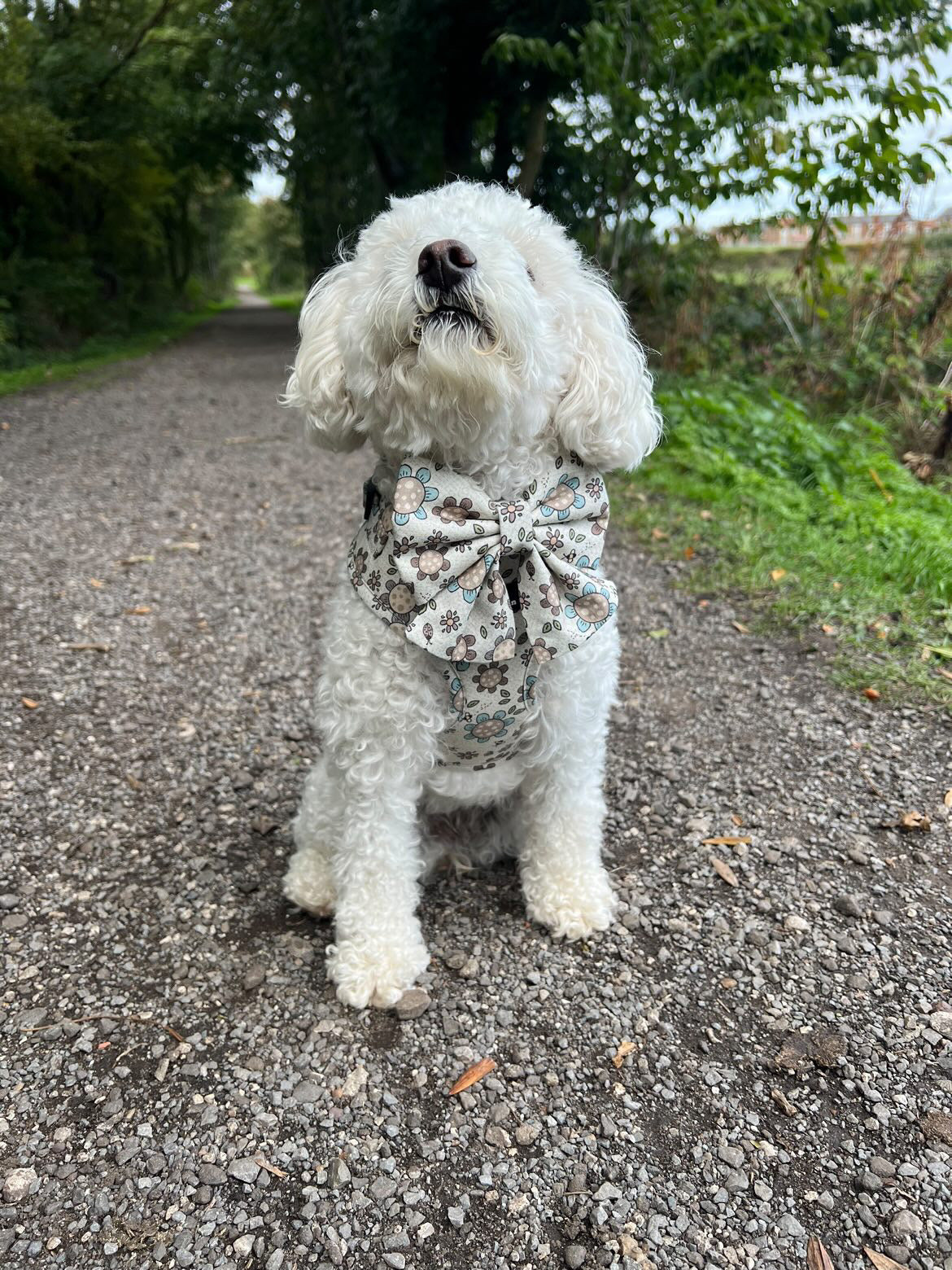 Boho Biscotti Dog Harness