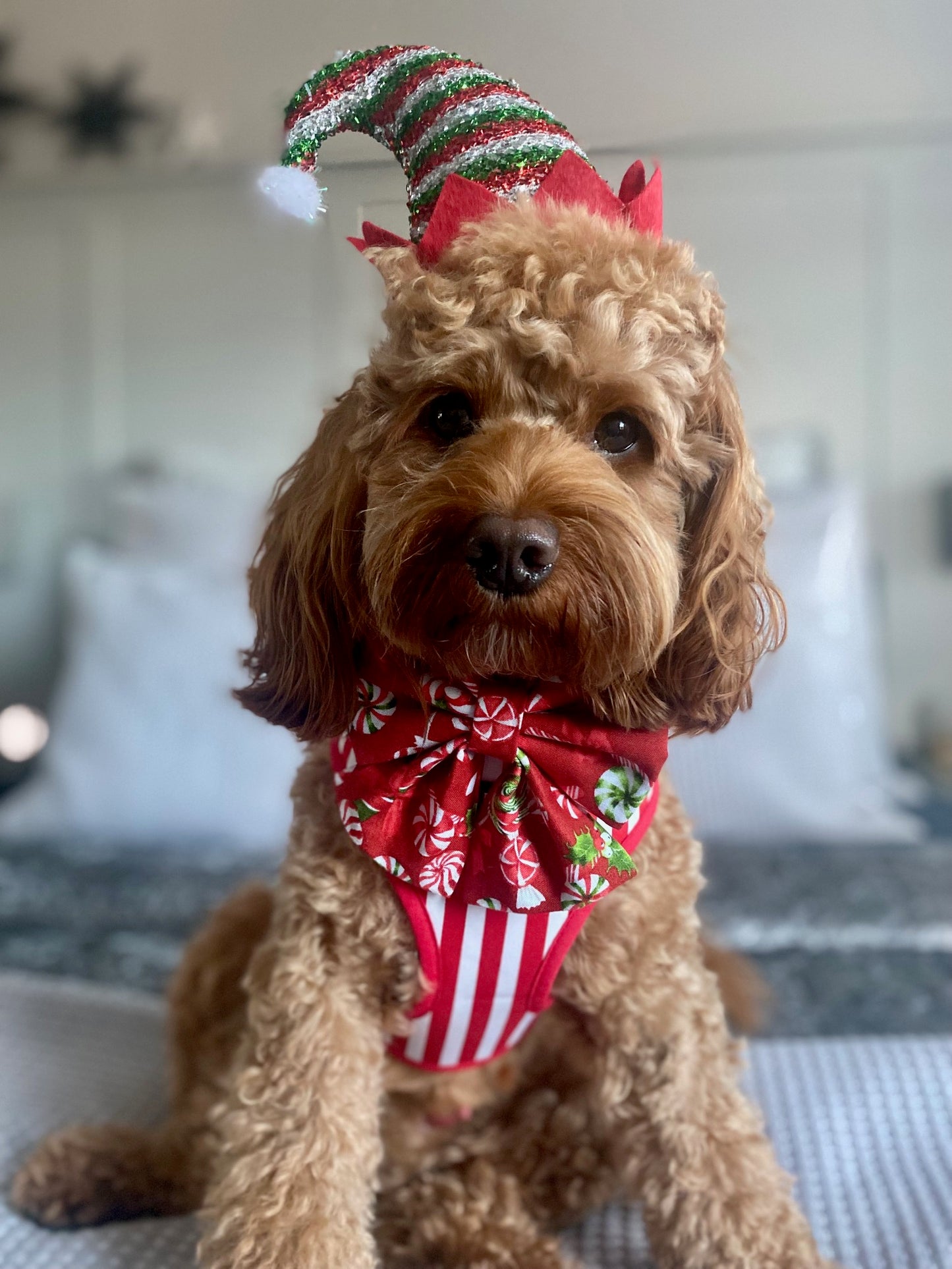 Candy Pup Sailor Bow